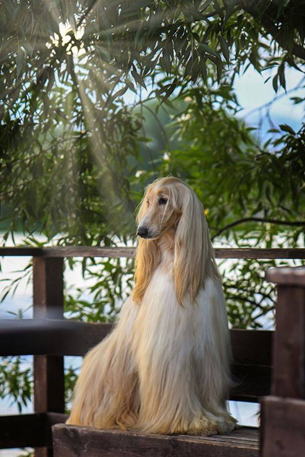 , Андрей Ершов