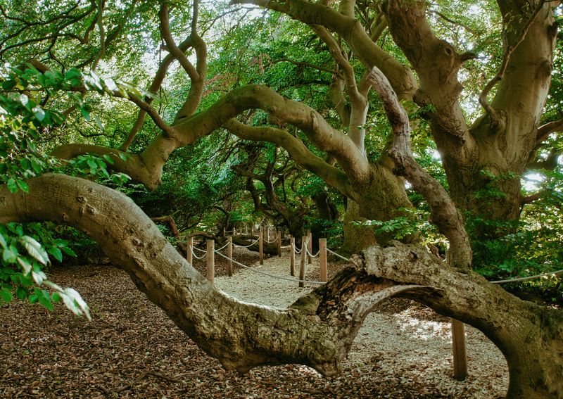 *** фото превью