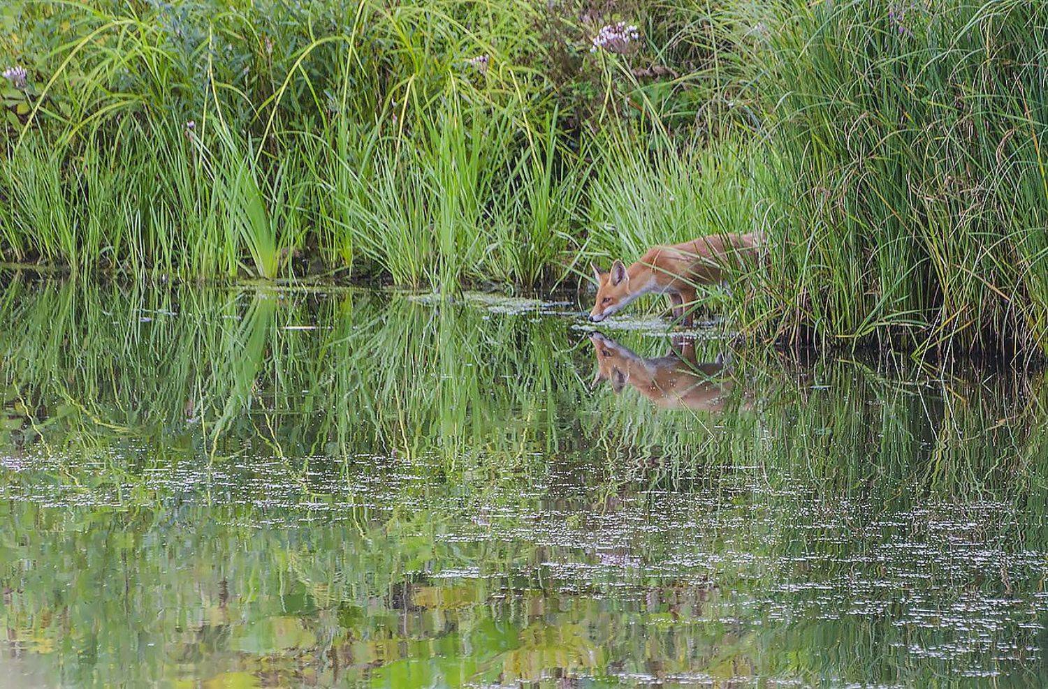 лисёнок, Михаил Агеев