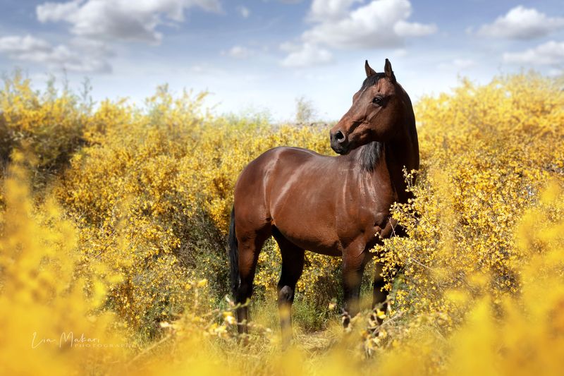 Лошадь, лошади, horse, карагана  Сагнол фото превью