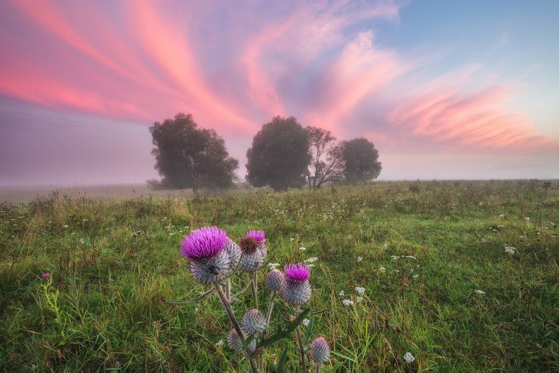 2022, август, россия, калужская область, утро, лето, облака, деревья, туман, трава, рассвет, цветы, шмель, небо, репейник Небесные перья фото превью