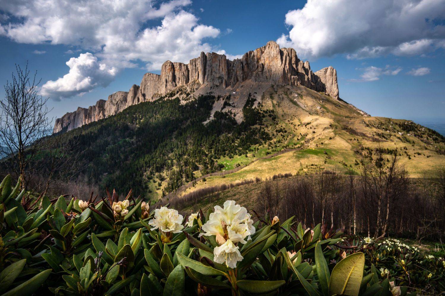 тхач, рододендрон, Ганюшкин Владимир