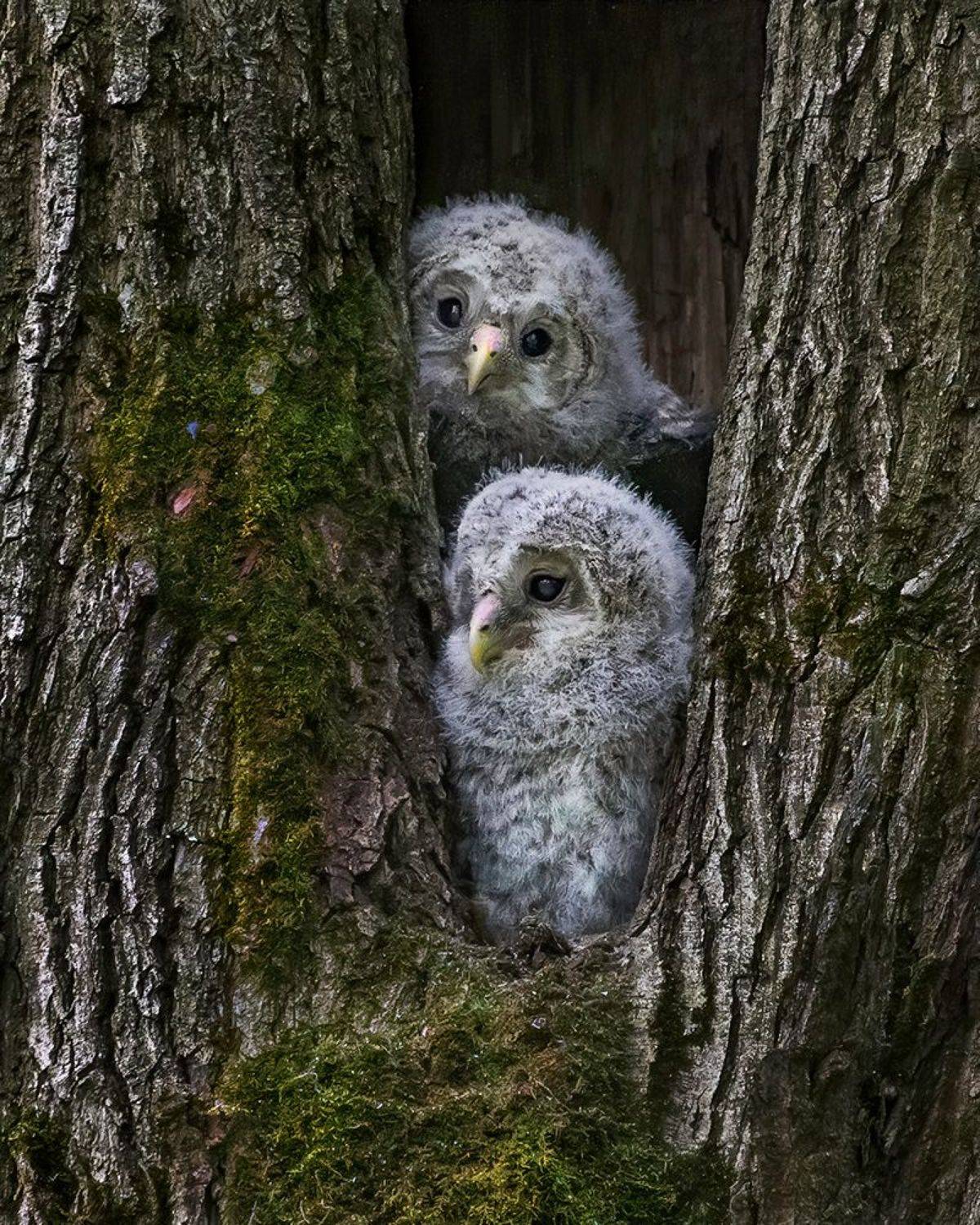 птенцы дупло ожидание, Наталия Сытина