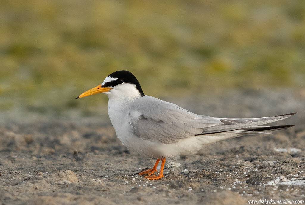 Little tern, Dr Ajay Kumar Singh