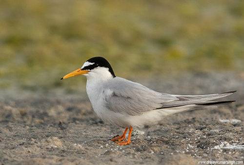 Little tern