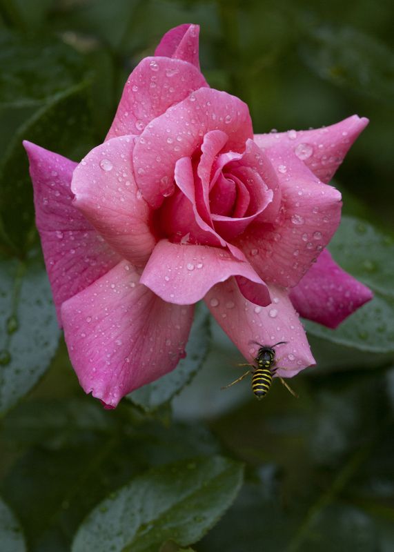 Новая брошка фото превью