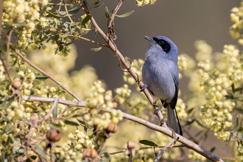 птицы, уругвай *** фото превью