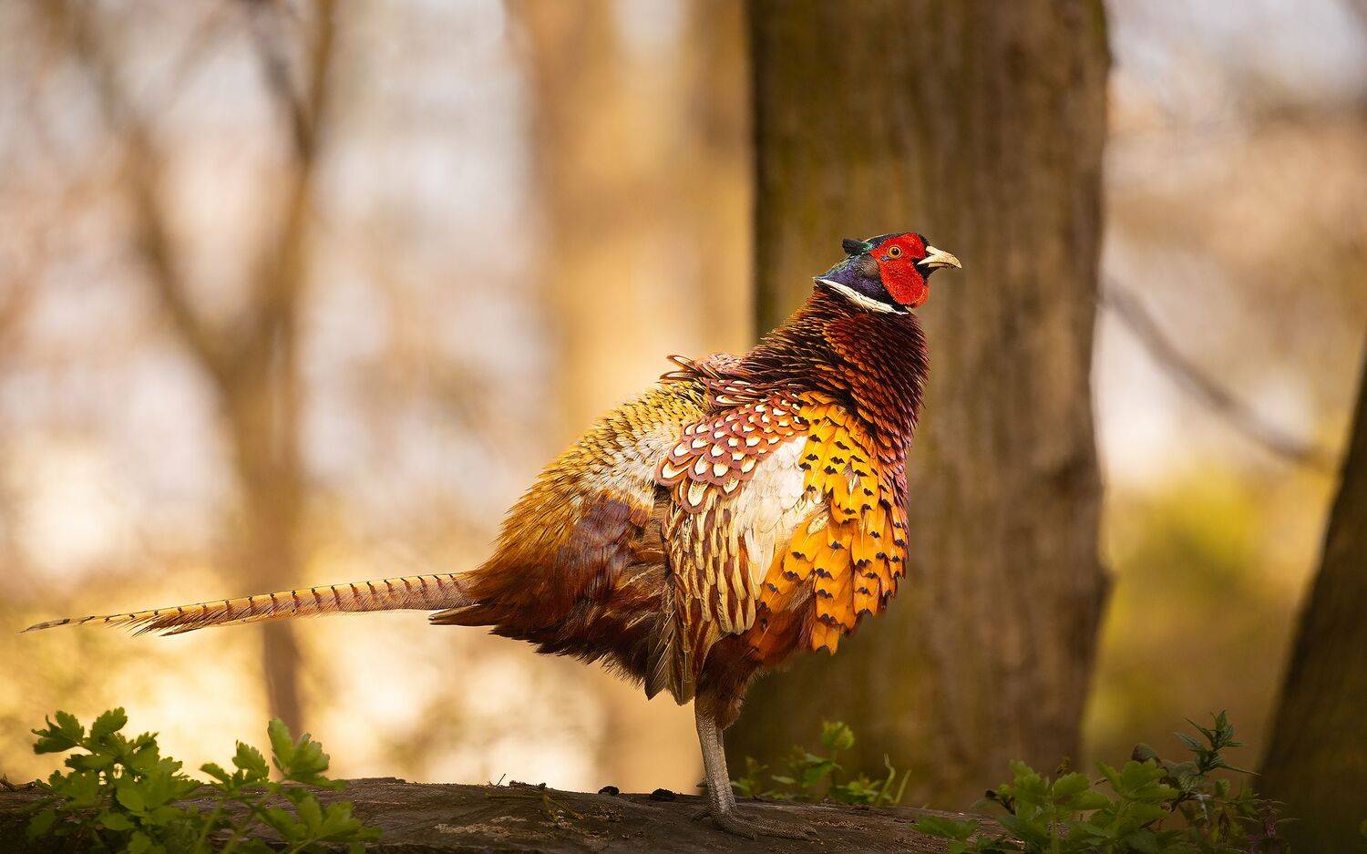 , Robert Adamec