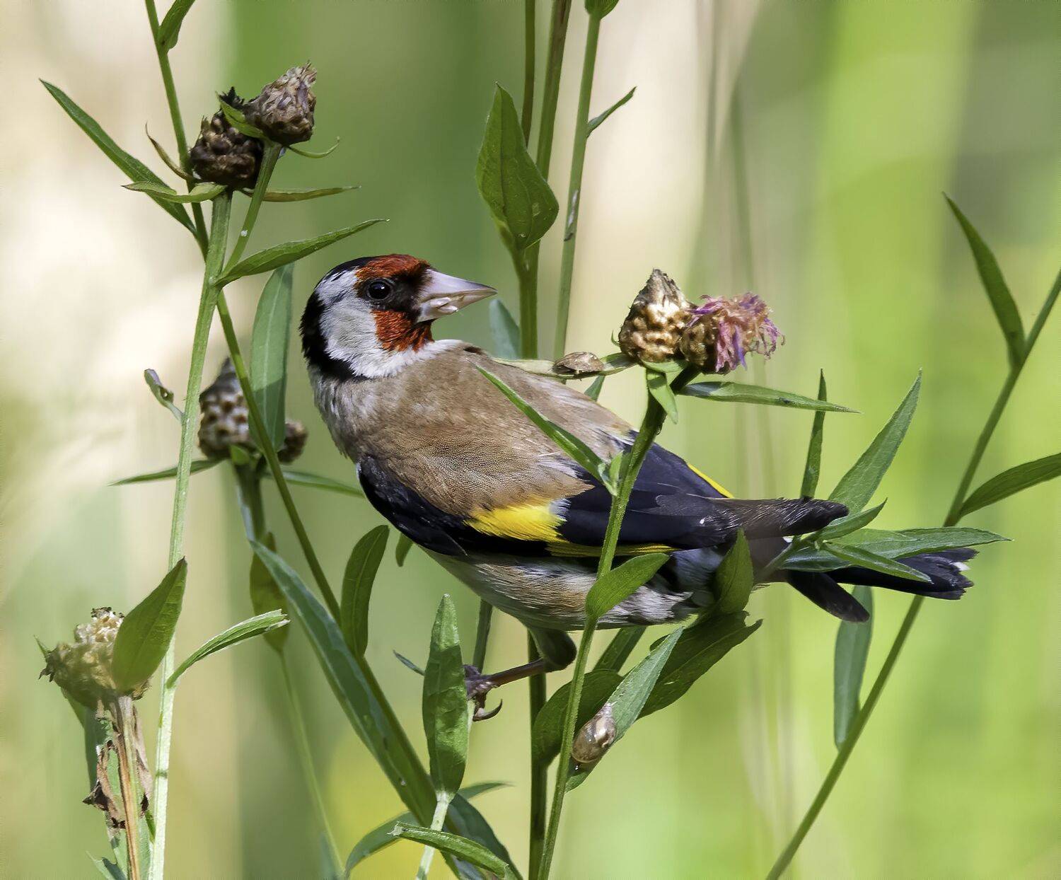 birds, birdwatching, птицы, фотоохота, природа, лес, щегол, goldfinch, Михаил Ездаков
