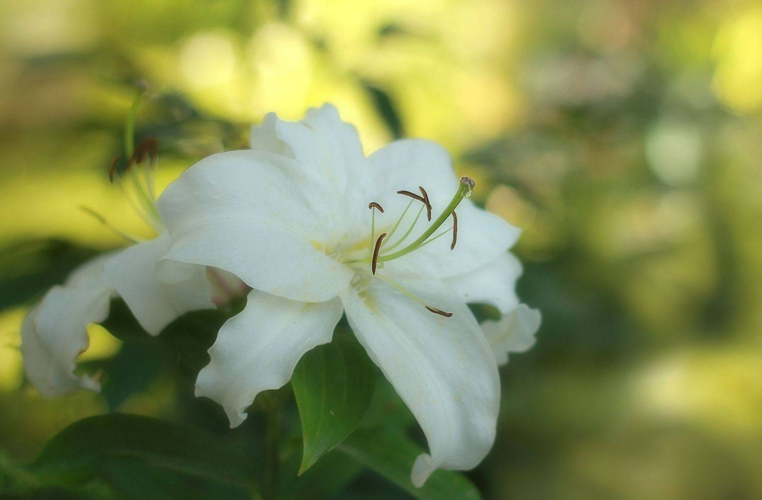 , Лайко Марина