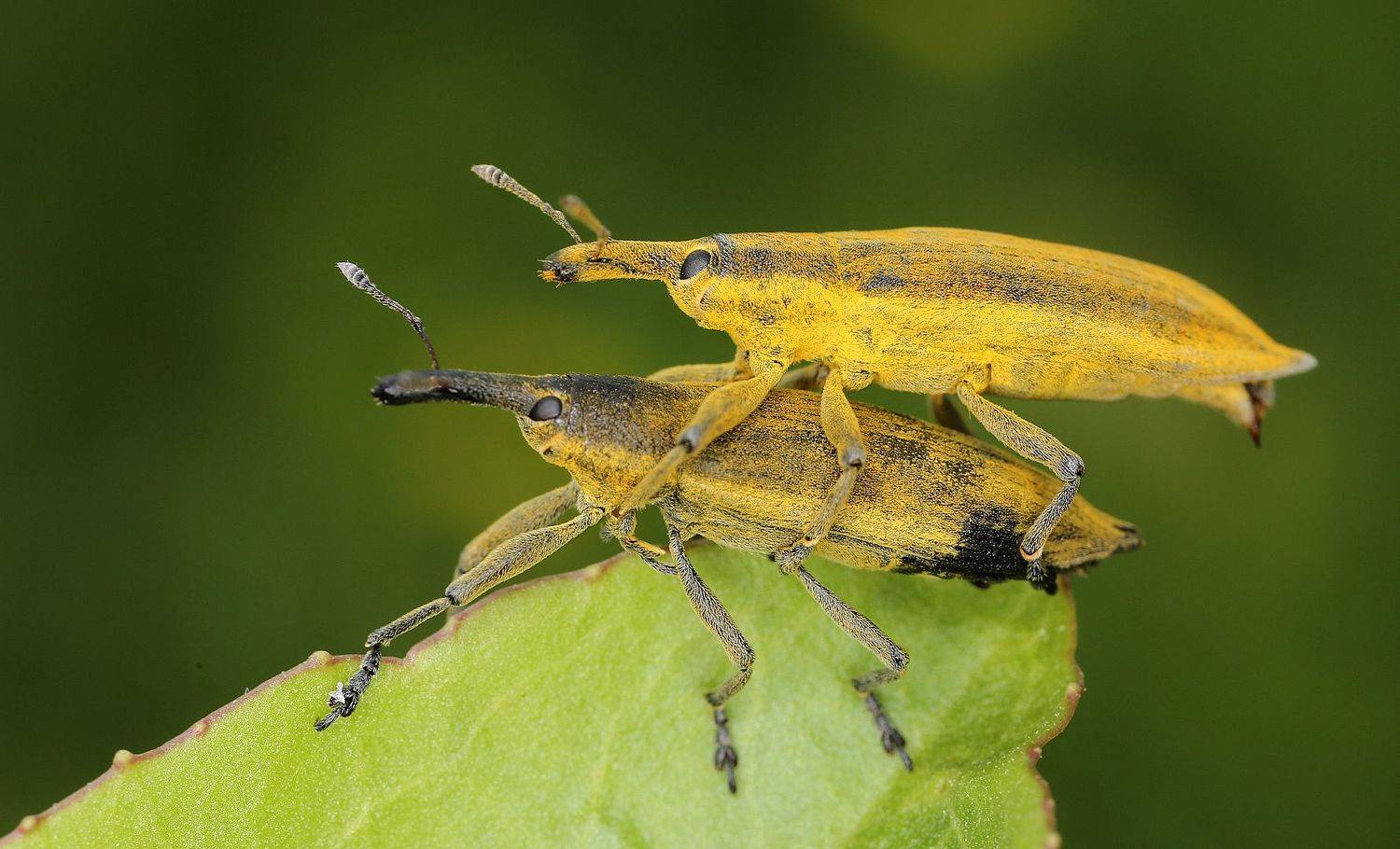 долгоносики, Александр Зорин