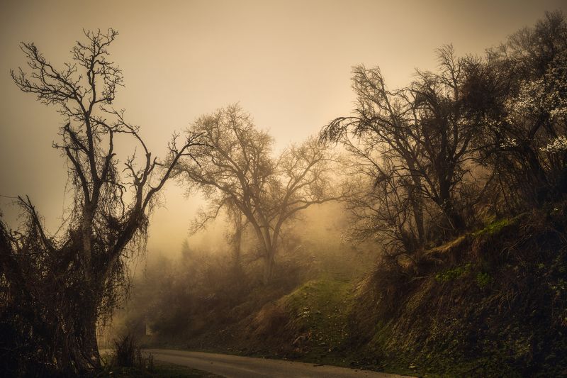 Go into the fog фото превью