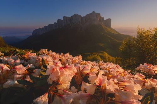 Утро с родендронами