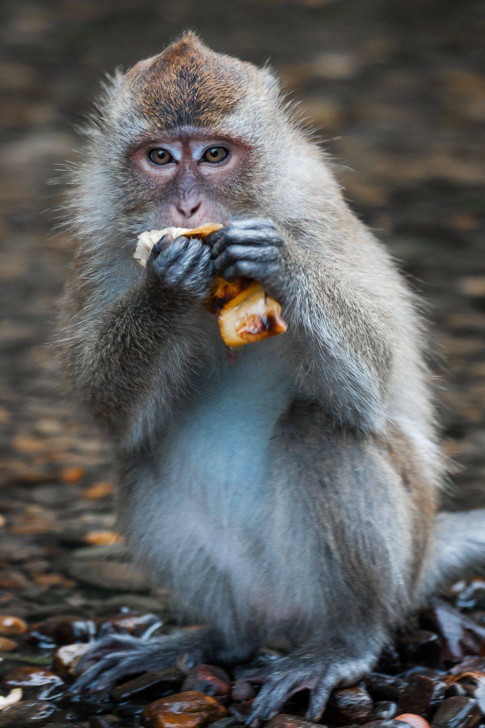 , Максимова Дария