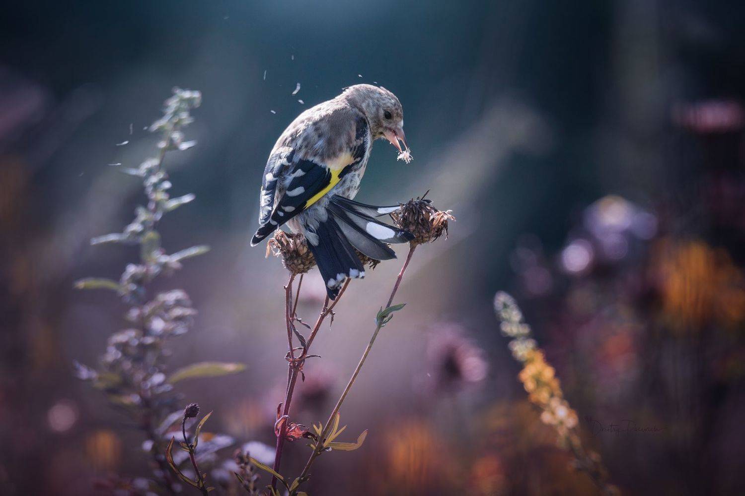 природа, лес, поля, огороды, животные, птицы, макро, Посевич Дмитрий