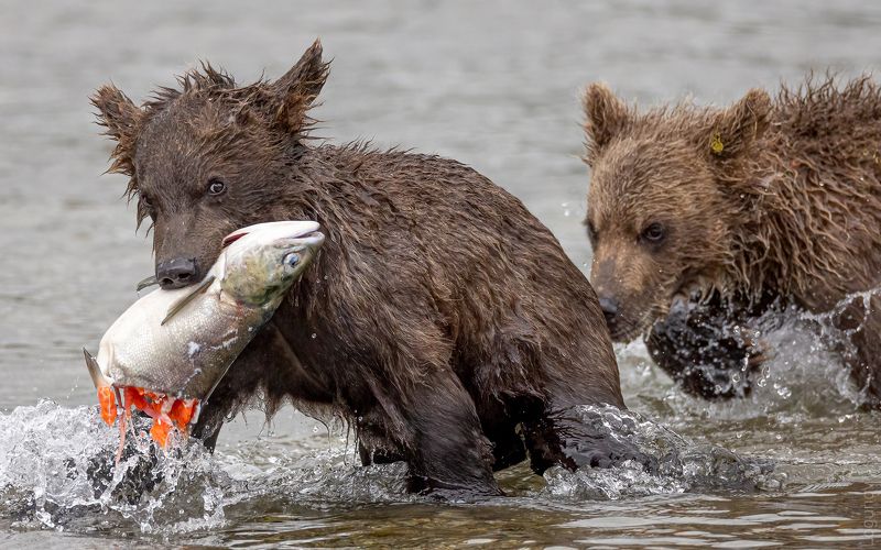 медведь, камчатка - Это моя добыча! фото превью
