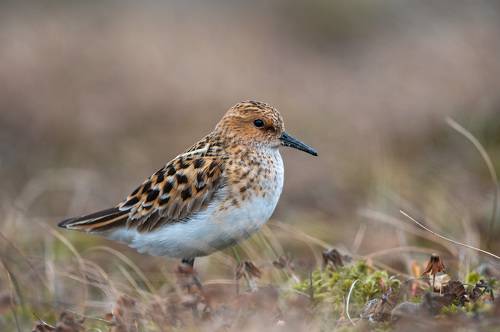 кулик-воробей