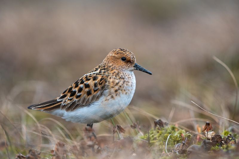 кулик-воробей,ямал кулик-воробей фото превью