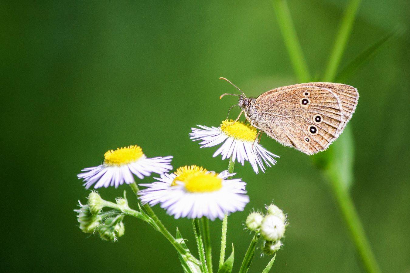 бабочка, КарОл