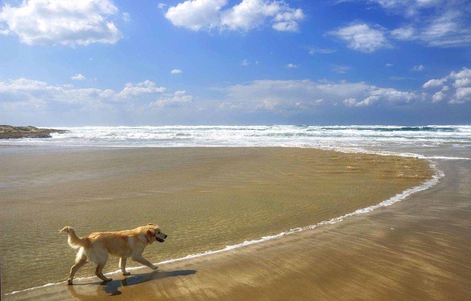 , Александр Беляев