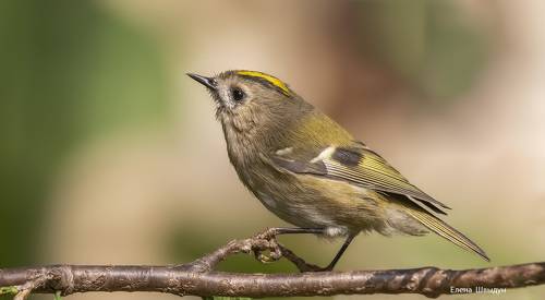 Goldcrest
