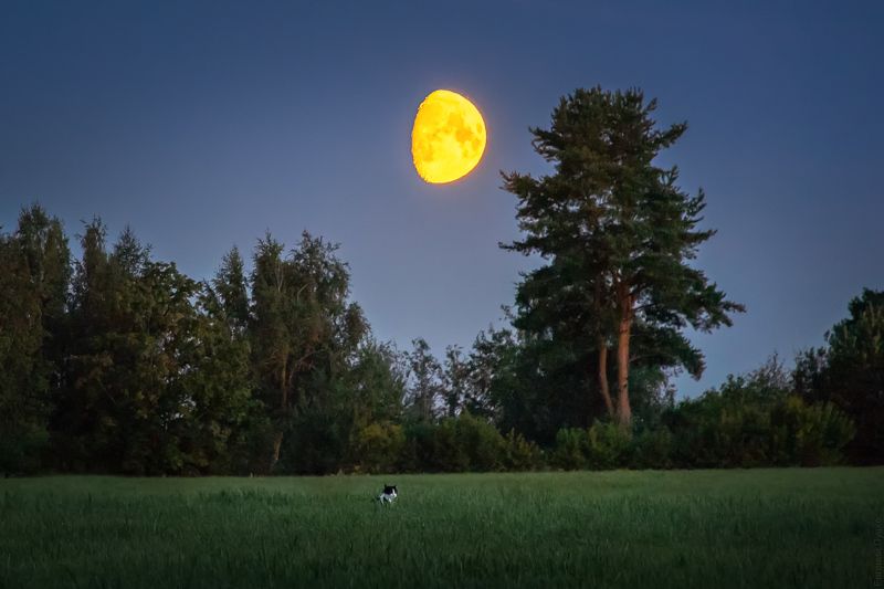 Котолуние фото превью