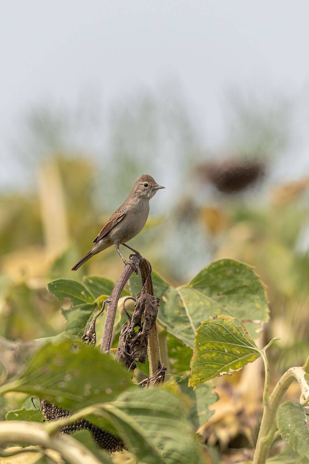се́рая, сла́вка, Алексей Рыльский