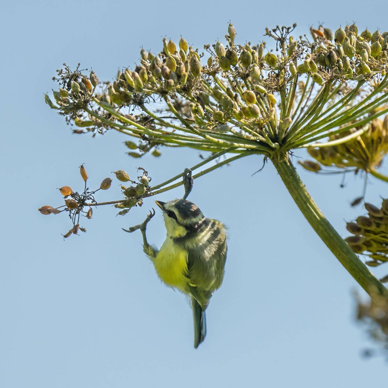 , Константин Дэм