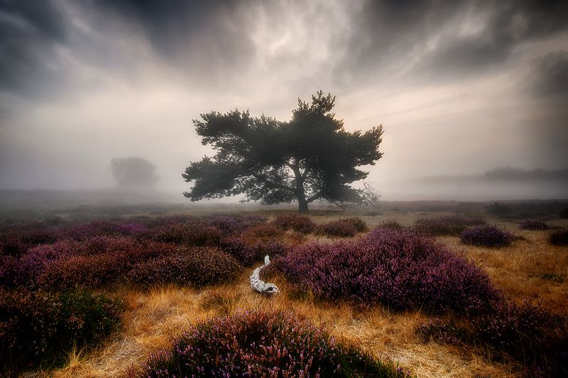 --- фото превью