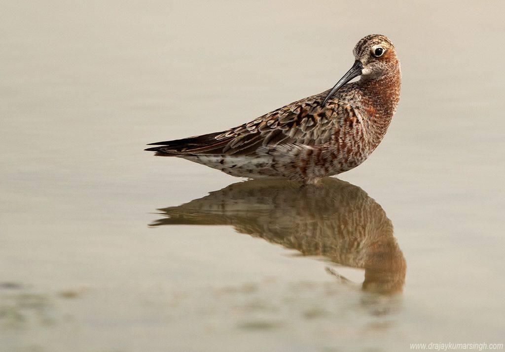 Curlew sandpiper, Dr Ajay Kumar Singh