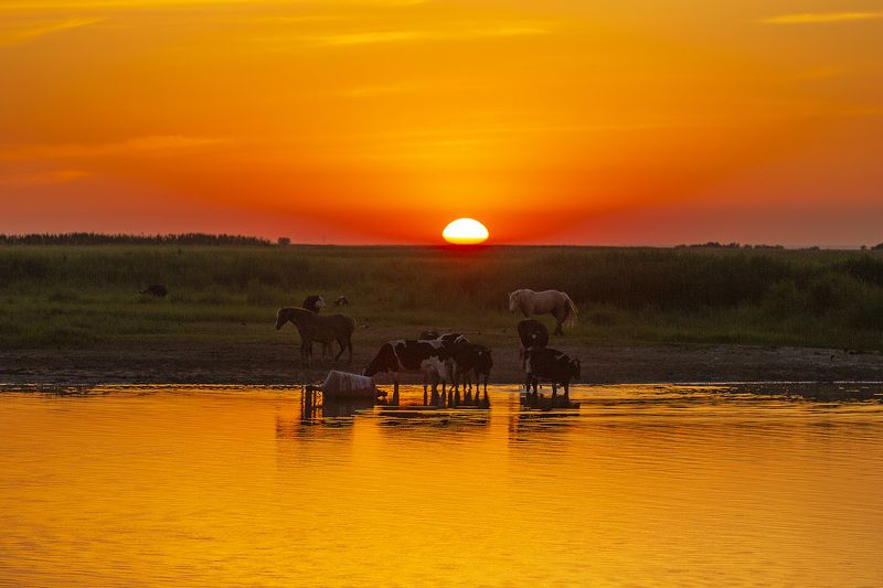 Река Дон Коровы Лошади Закат Тихий Дон фото превью