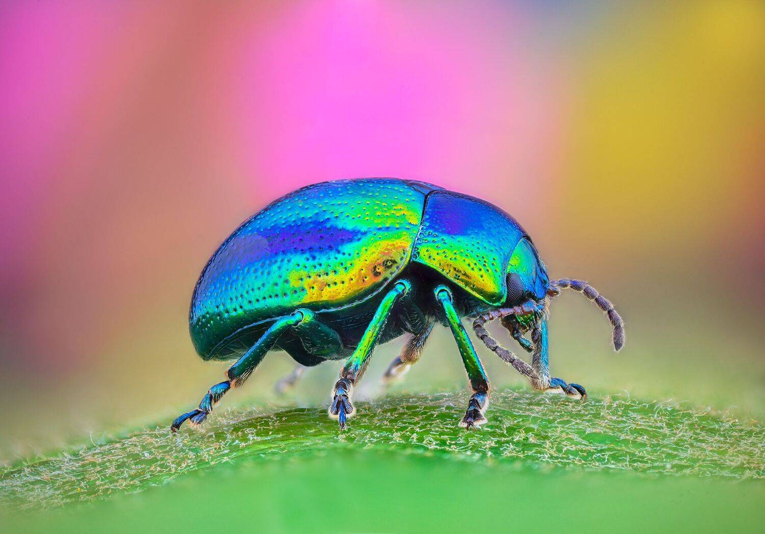 ceclii, macro, Tsvetan Ganev