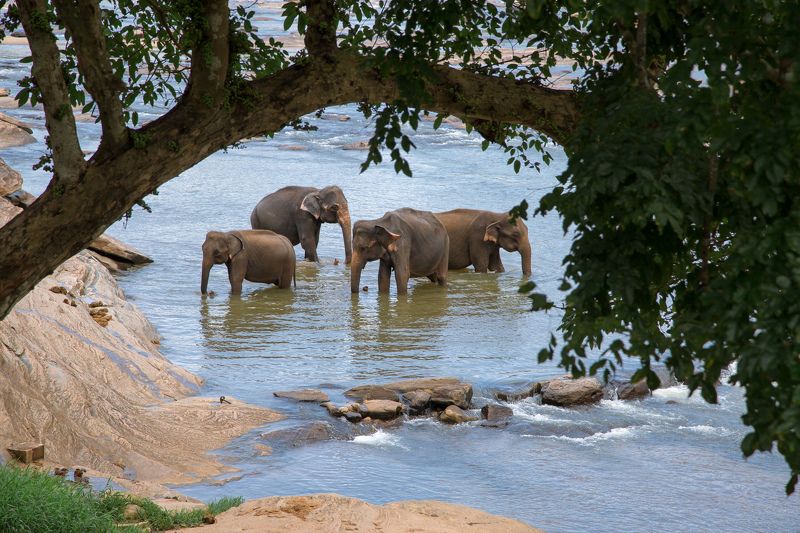 Слоны фото превью