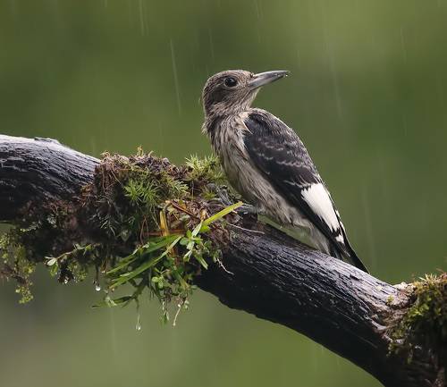 Juvenile. Red-headed woodpecker -Красноголовый меланерпес. Молодой