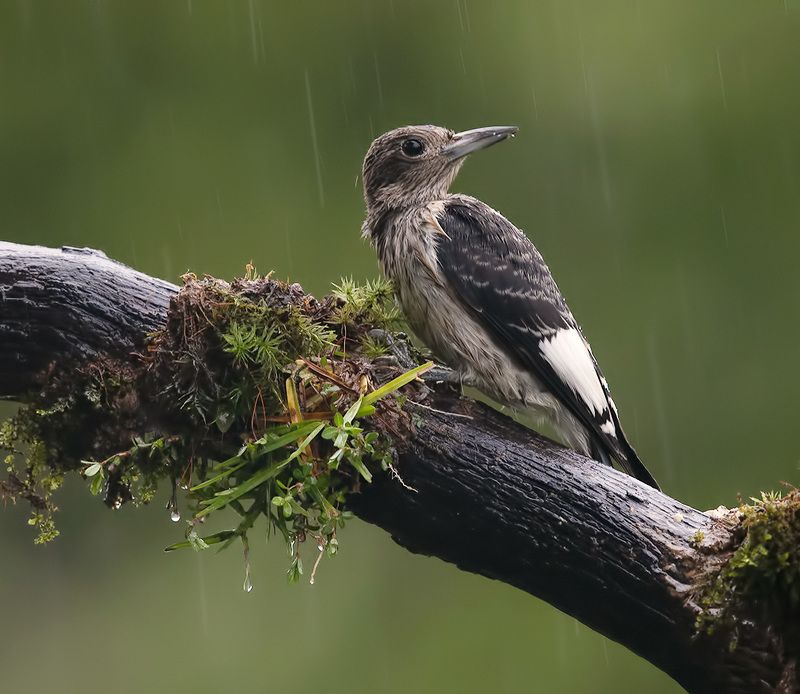 red-headed woodpecker, красноголовый меланерпес,  woodpecker, дятел Juvenile. Red-headed woodpecker -Красноголовый меланерпес. Молодой фото превью