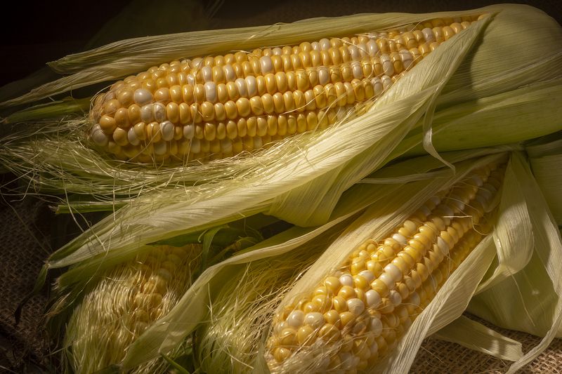 кукуруза, натюрморт, рустик Царица полей фото превью