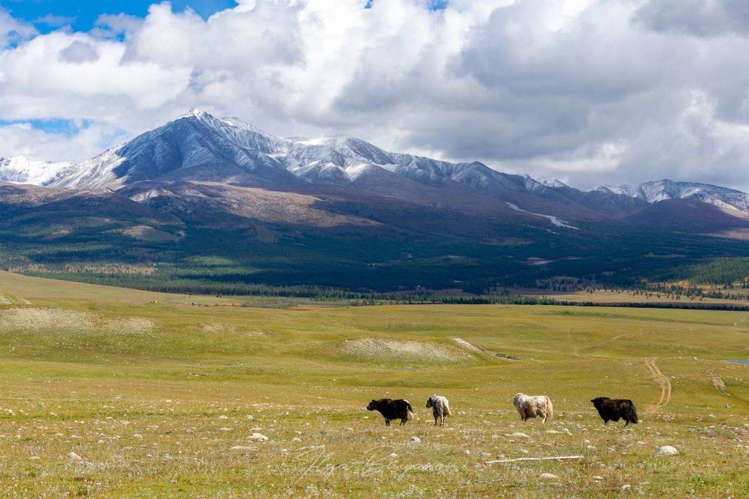 , Илья Буянов