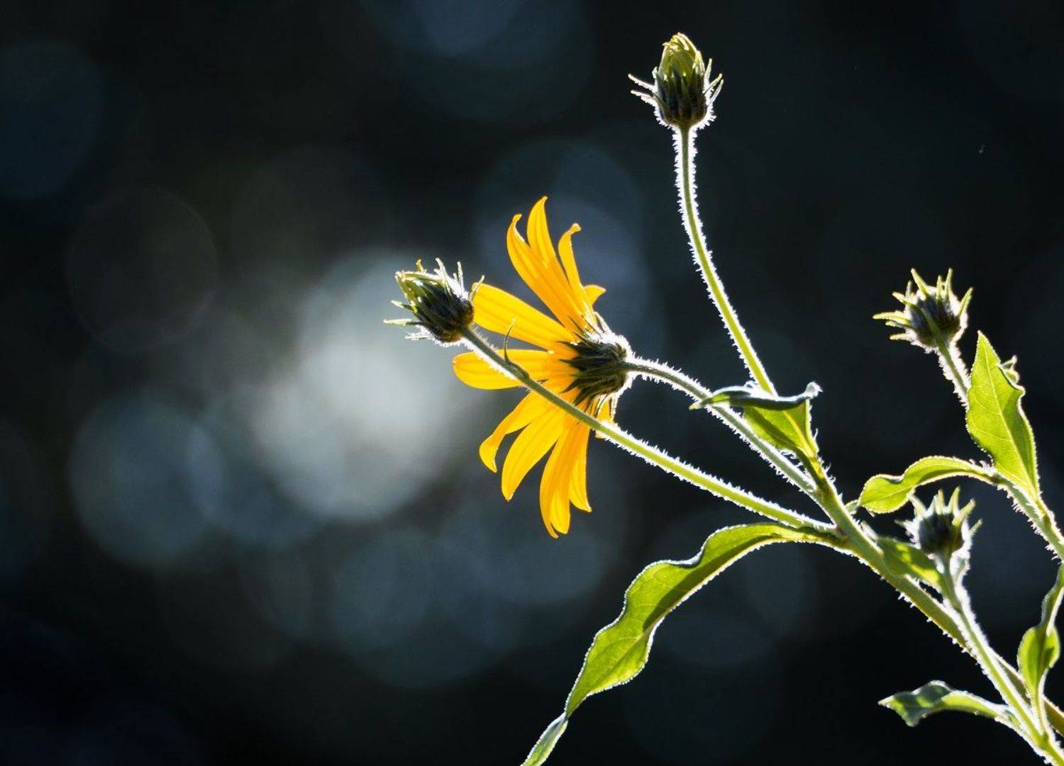 , Курзина Елена