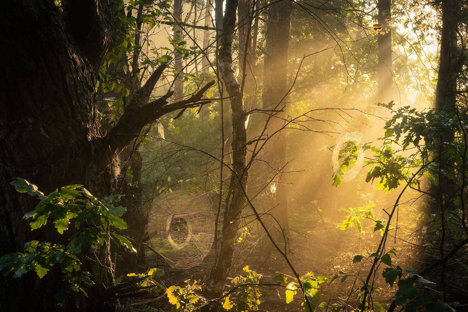 , Захаров Дмитрий