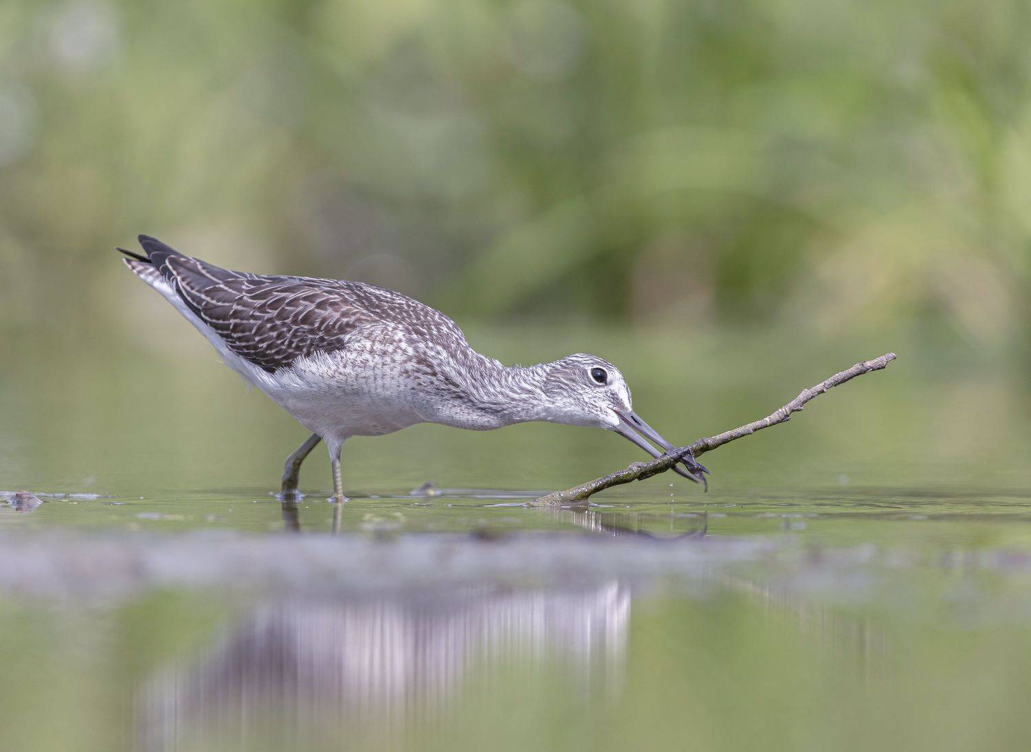 птицы,природа, лето, Андрей Киселёв