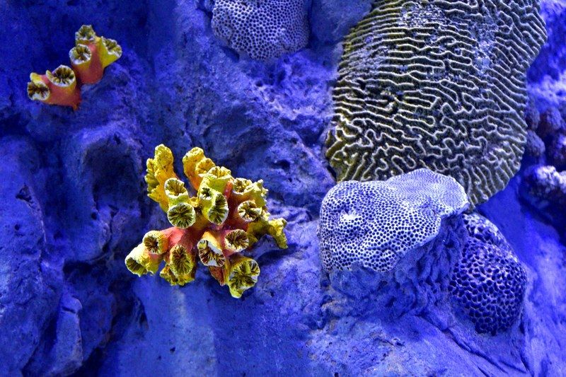 Underwater landscape.. фото превью