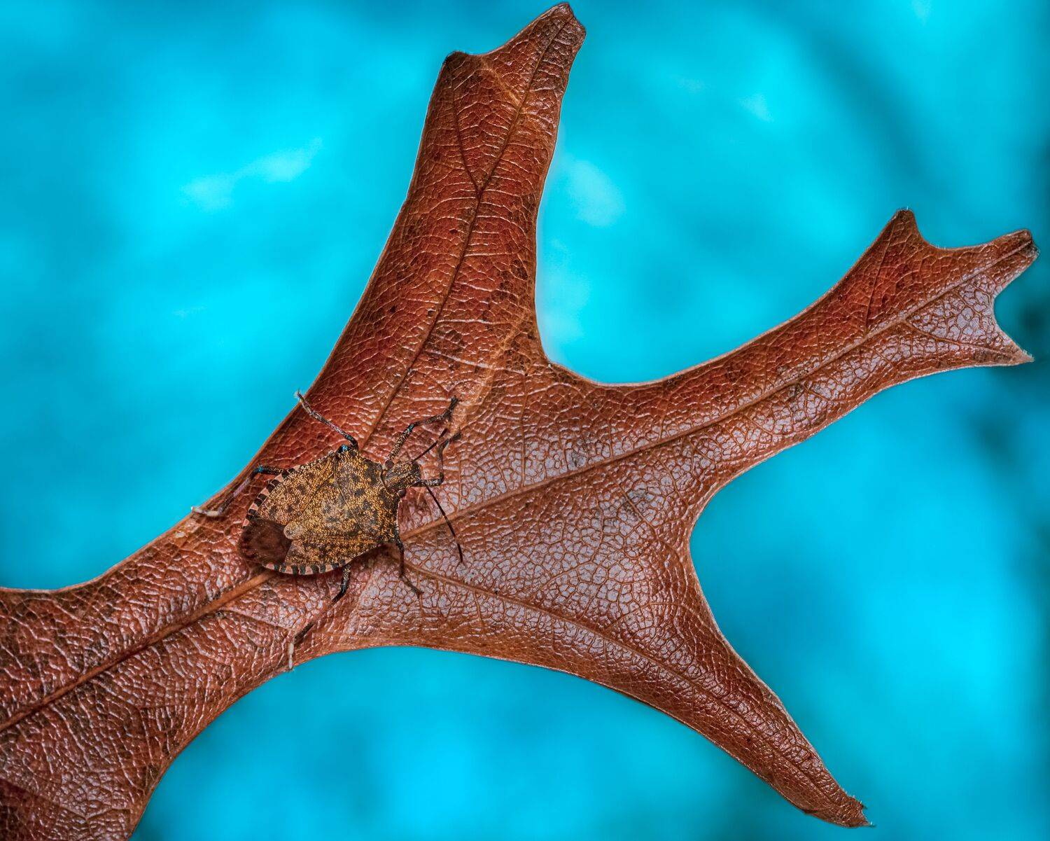 beetle, insect, fall, autumn, stink bug, macro, leaves, season, seasons, camouflage, camouflaged,, Atul Saluja