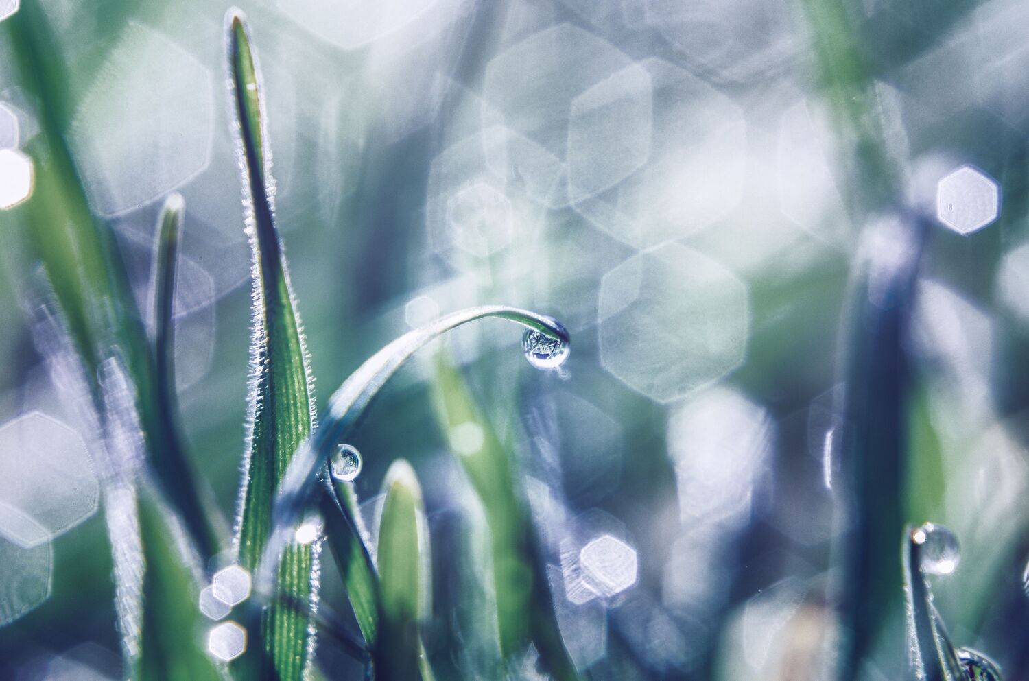 роса, капли воды, солнечный свет, весна, трава, роса на траве, весеннее утро, Shadow Anna