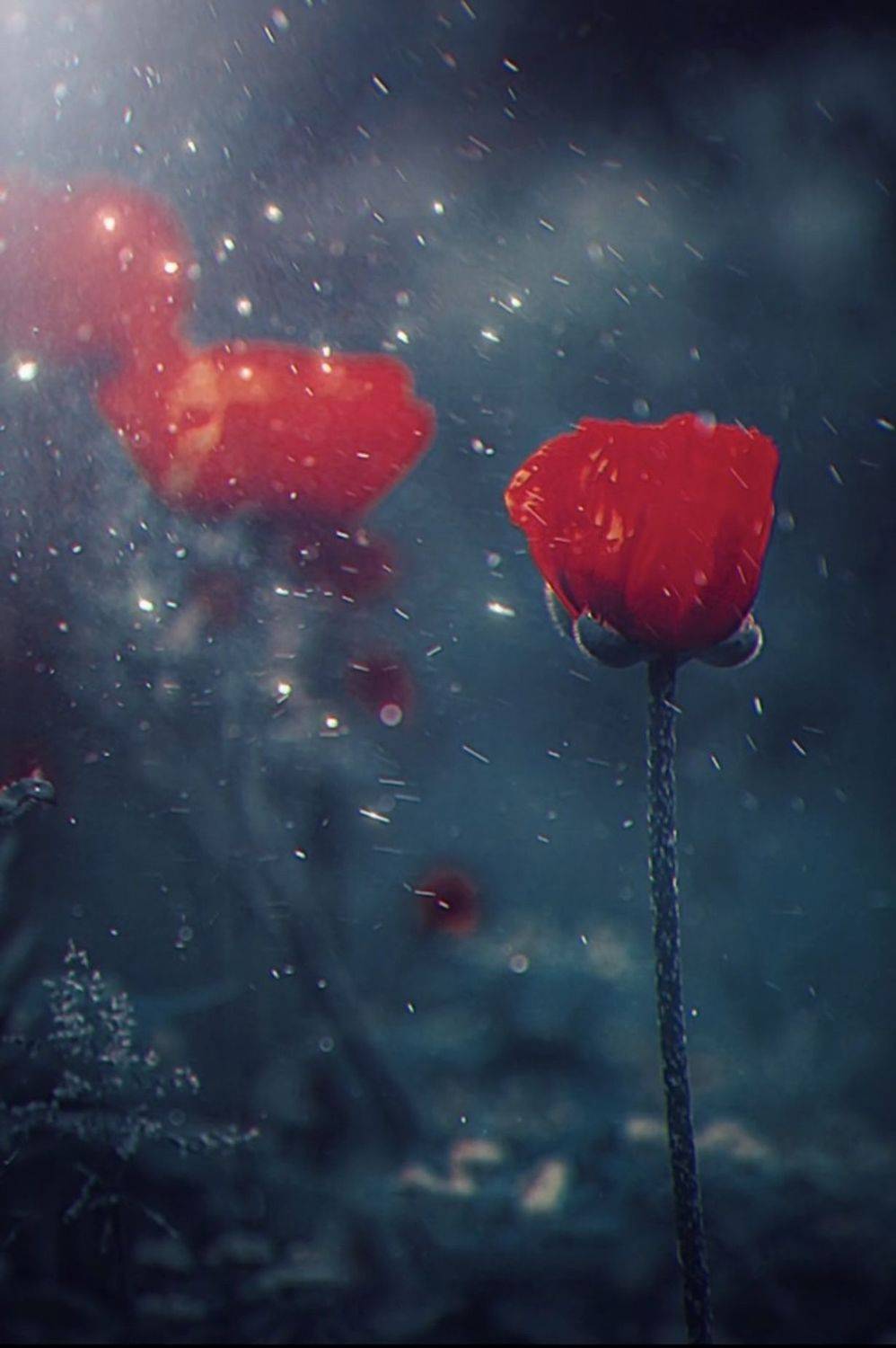 макро, macro, лето, summer, цветы, flowers, мак, poppy, Julia Kaissa