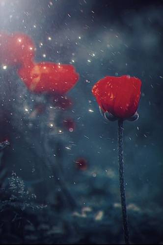 Poppy
