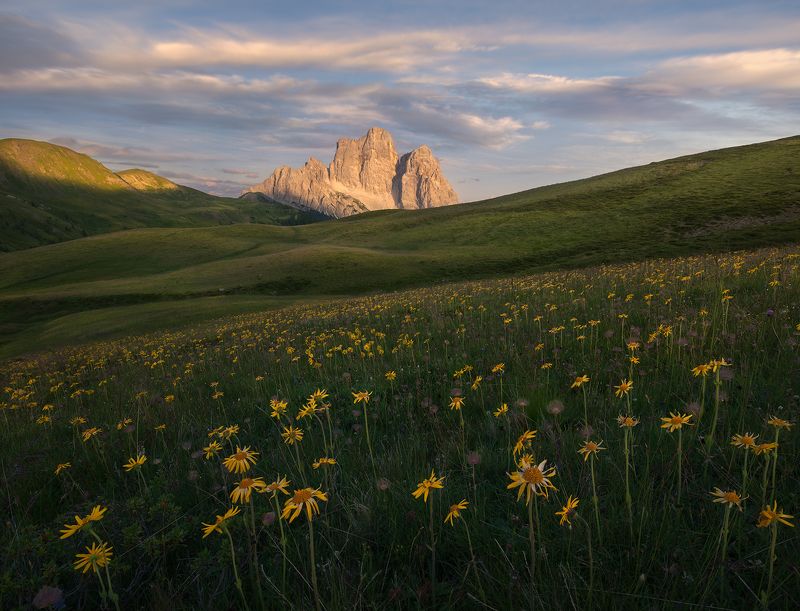 Evening Stars фото превью