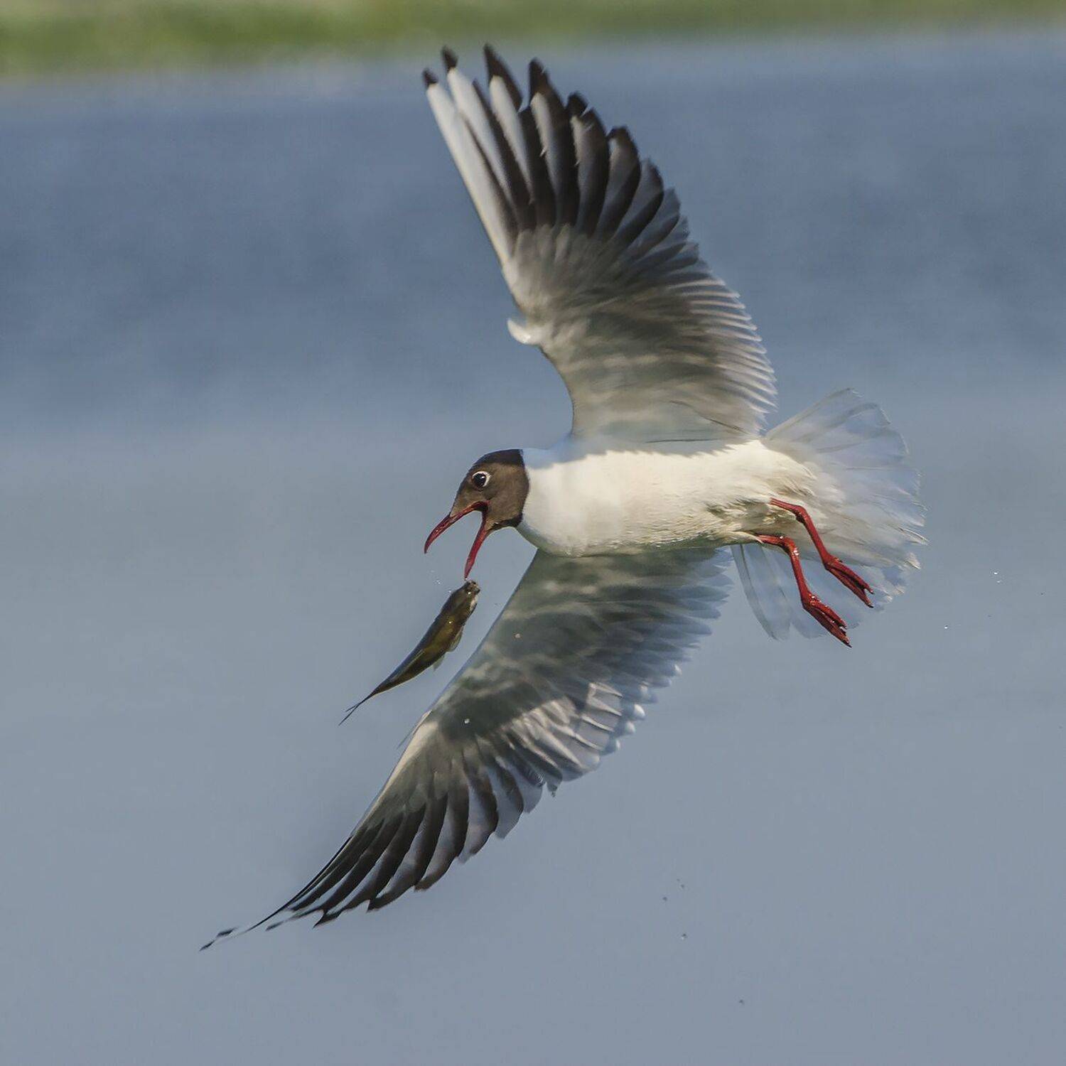 озёрная чайка, Михаил Агеев