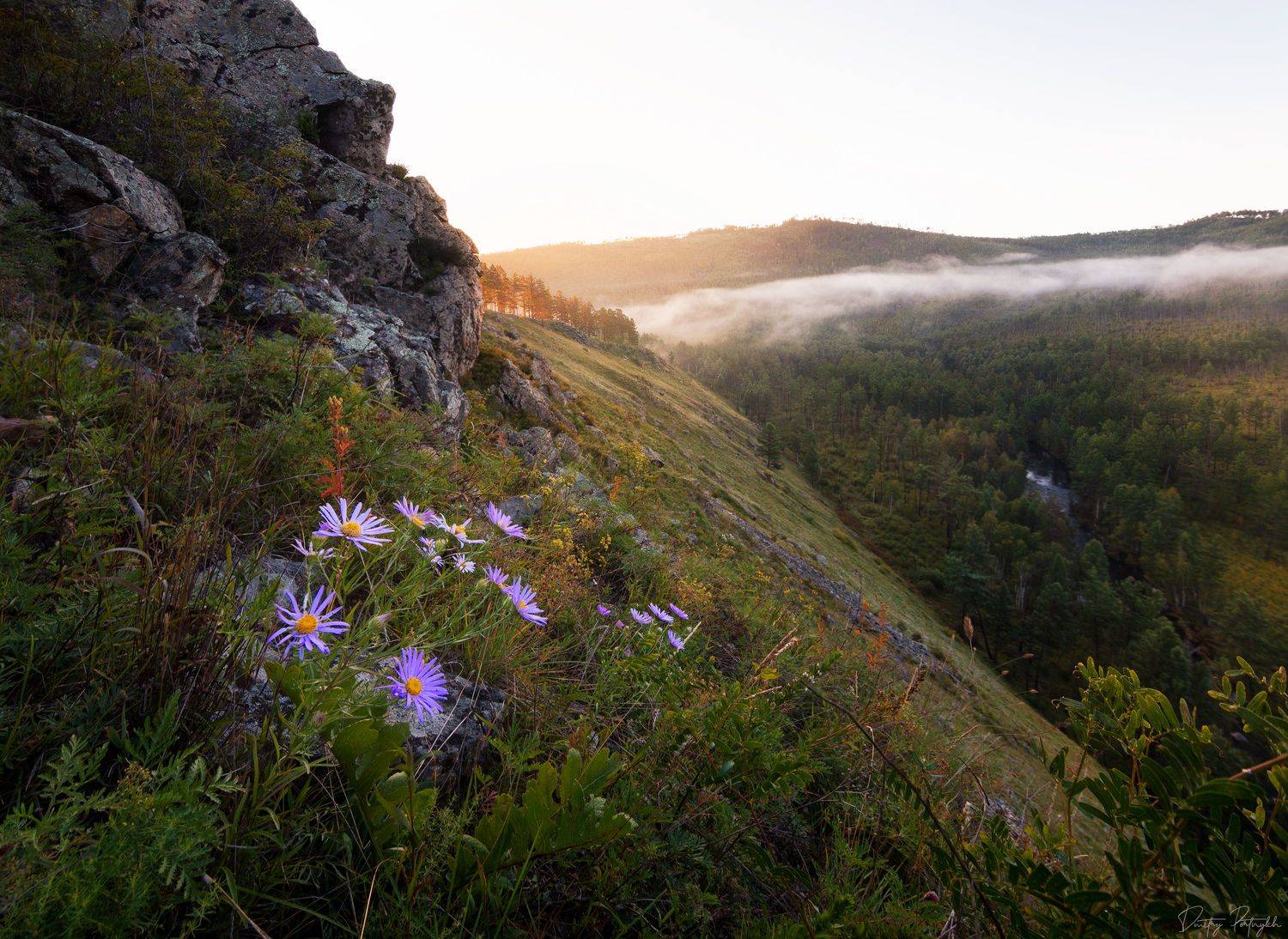 рассвет, пейзаж, цветы, туман, Портных Дмитрий