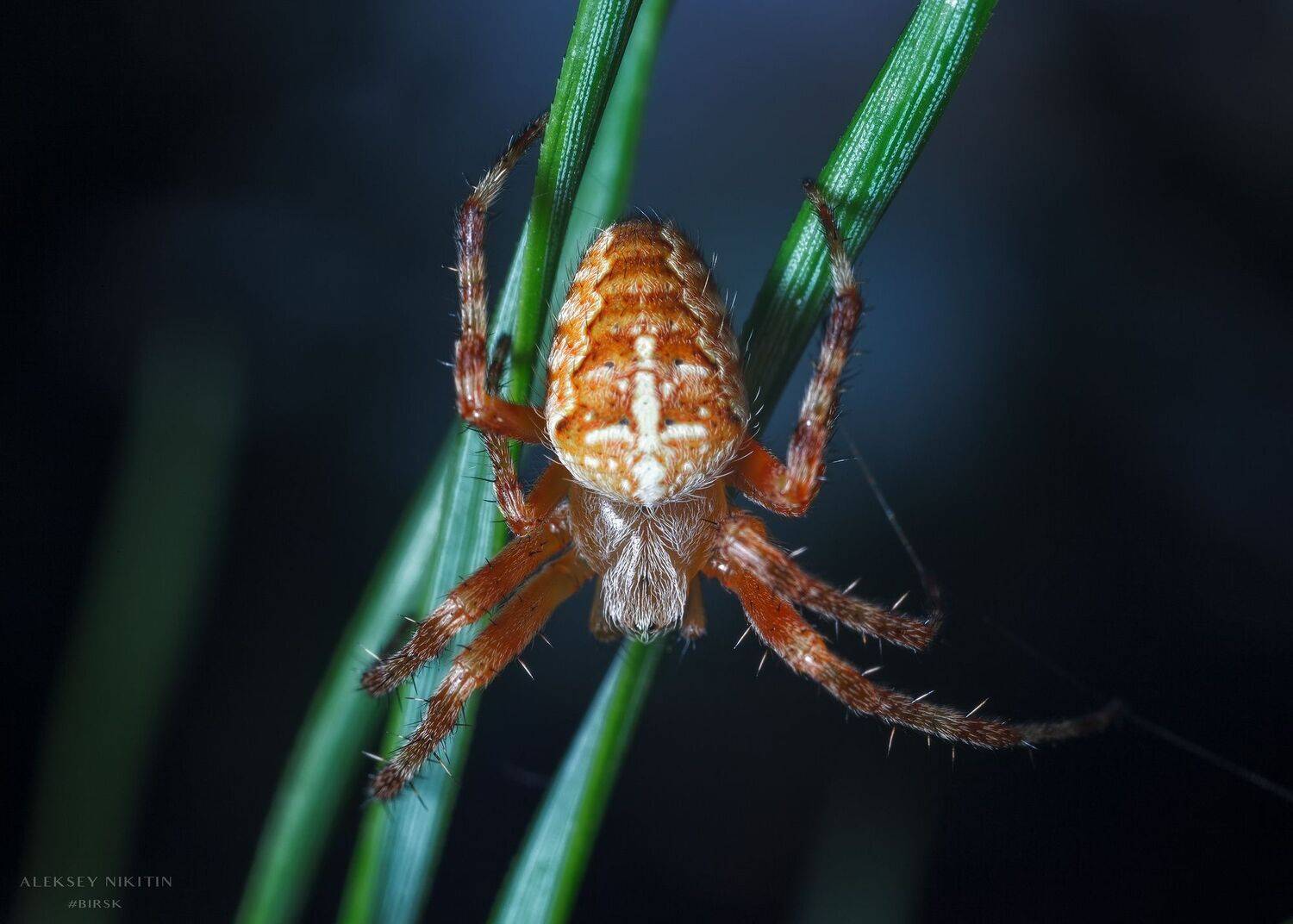 , Никитин Алексей