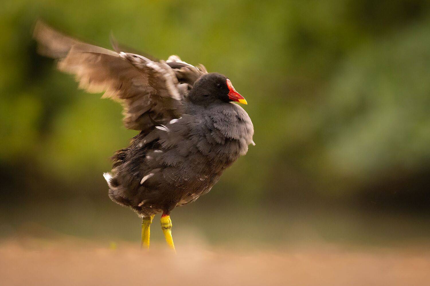, Robert Adamec